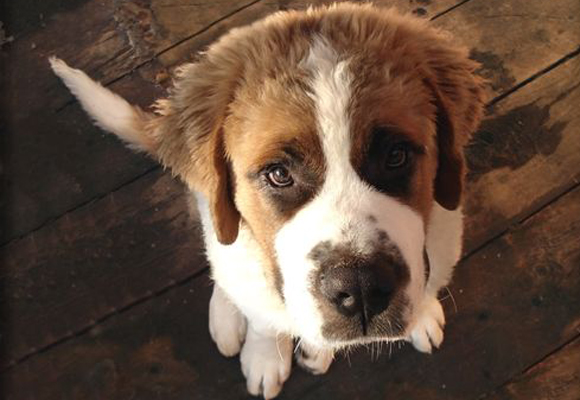 Brunelli - Animais domésticos serão protegidos por lei Junior Brunelli